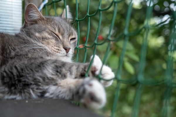 Red balcon gatos