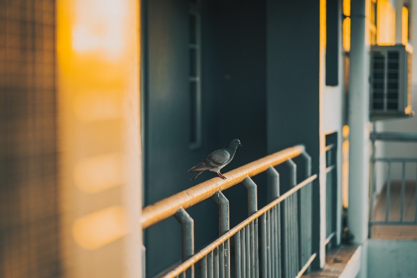 Como evitar las palomas en el balcon