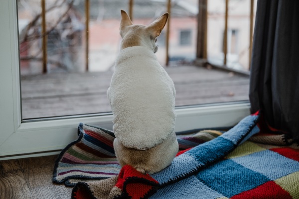evitar caídas de mascotas